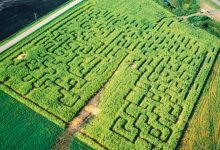 Photo of Best Corn Mazes to Visit This Fall